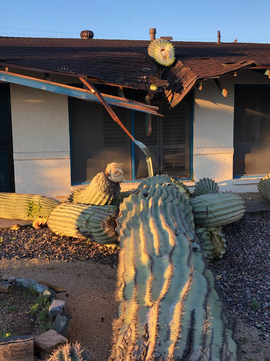 Damaged roof in Phoenix by cactus